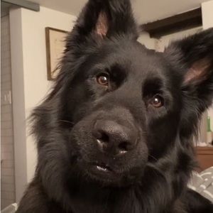 Meet your Posher, Willy